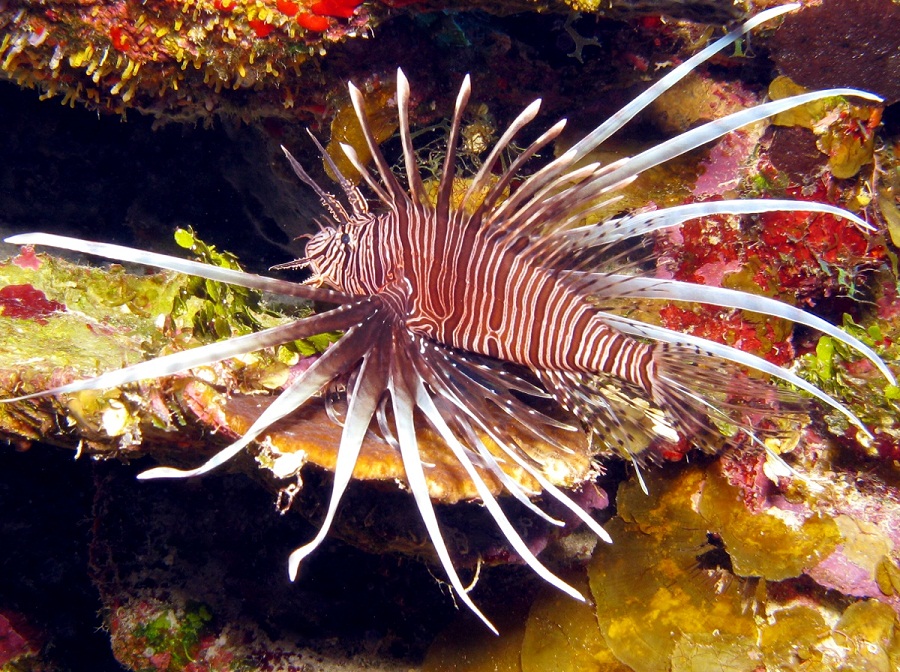 commonlionfish8.jpg