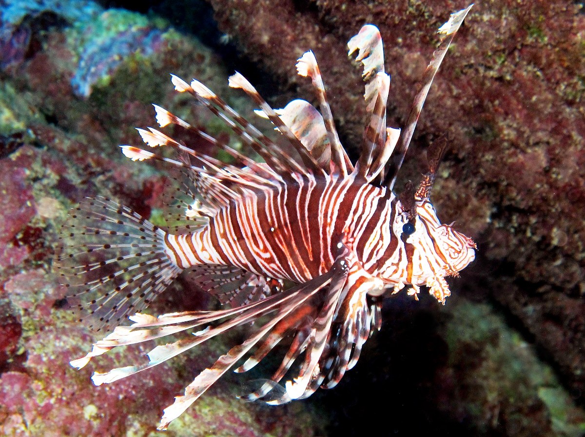 commonlionfish9.jpg