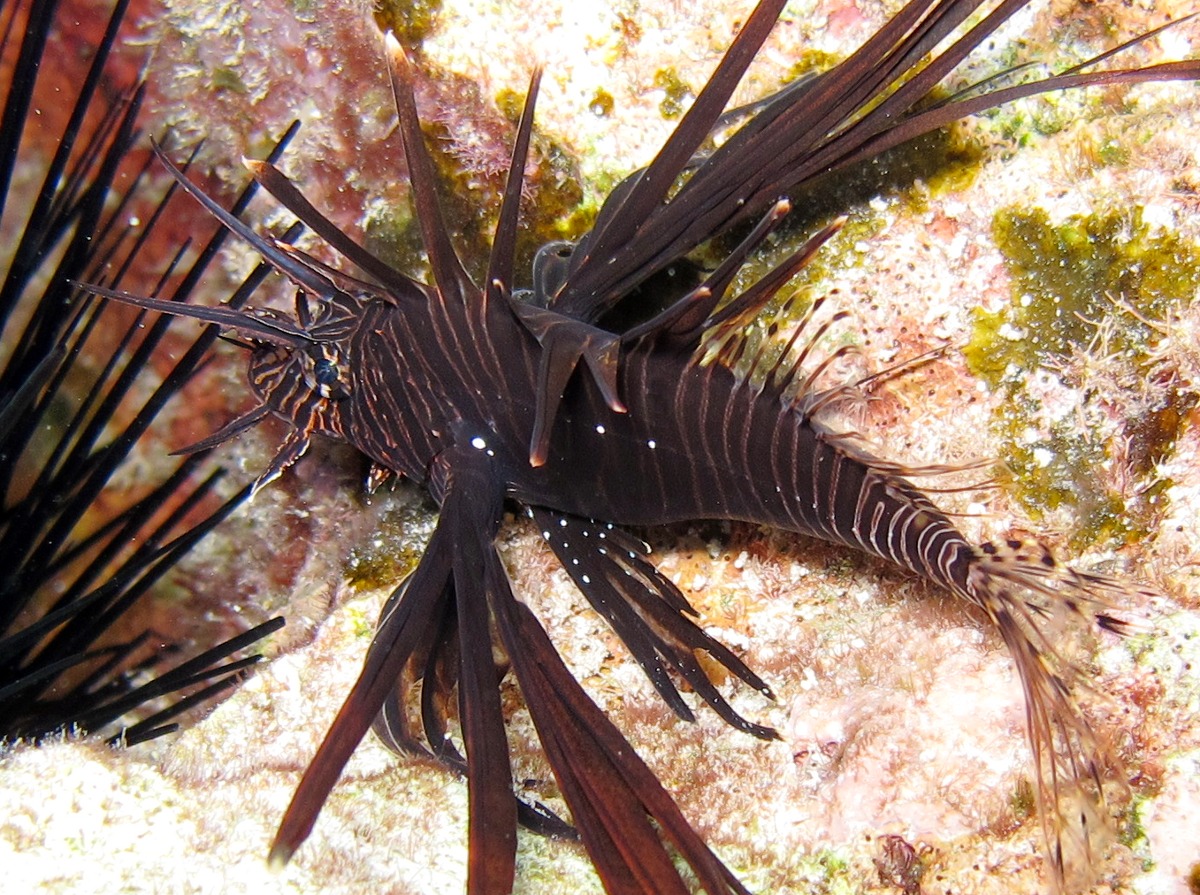 commonlionfish10.jpg