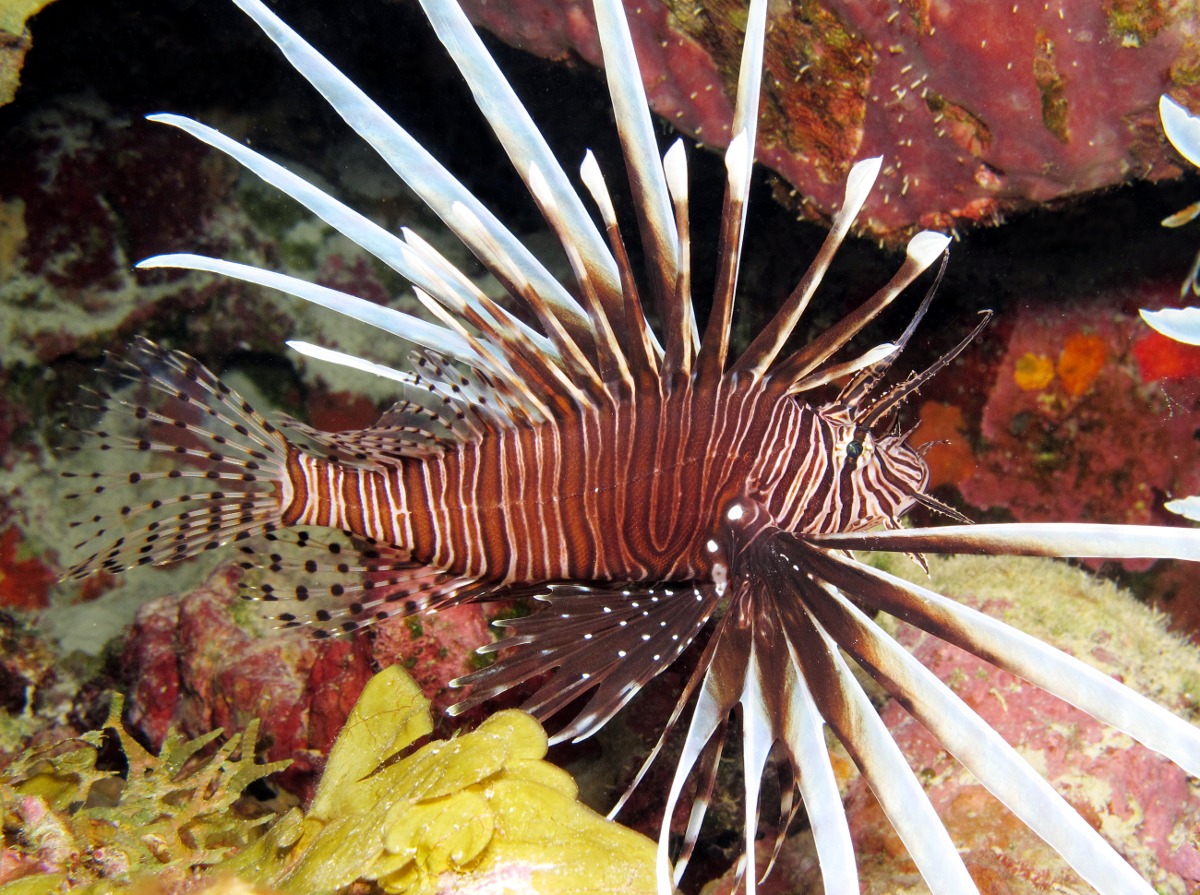 commonlionfish14.jpg