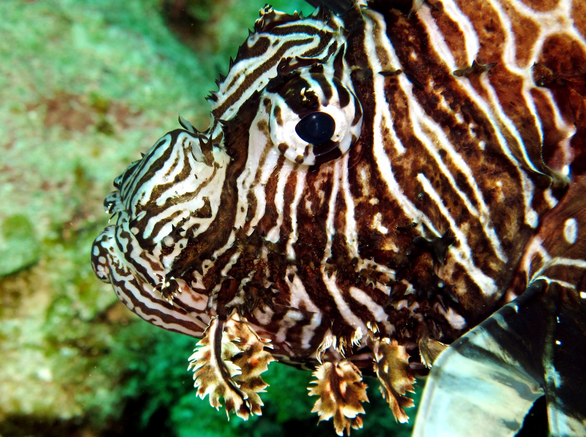 commonlionfish13.jpg