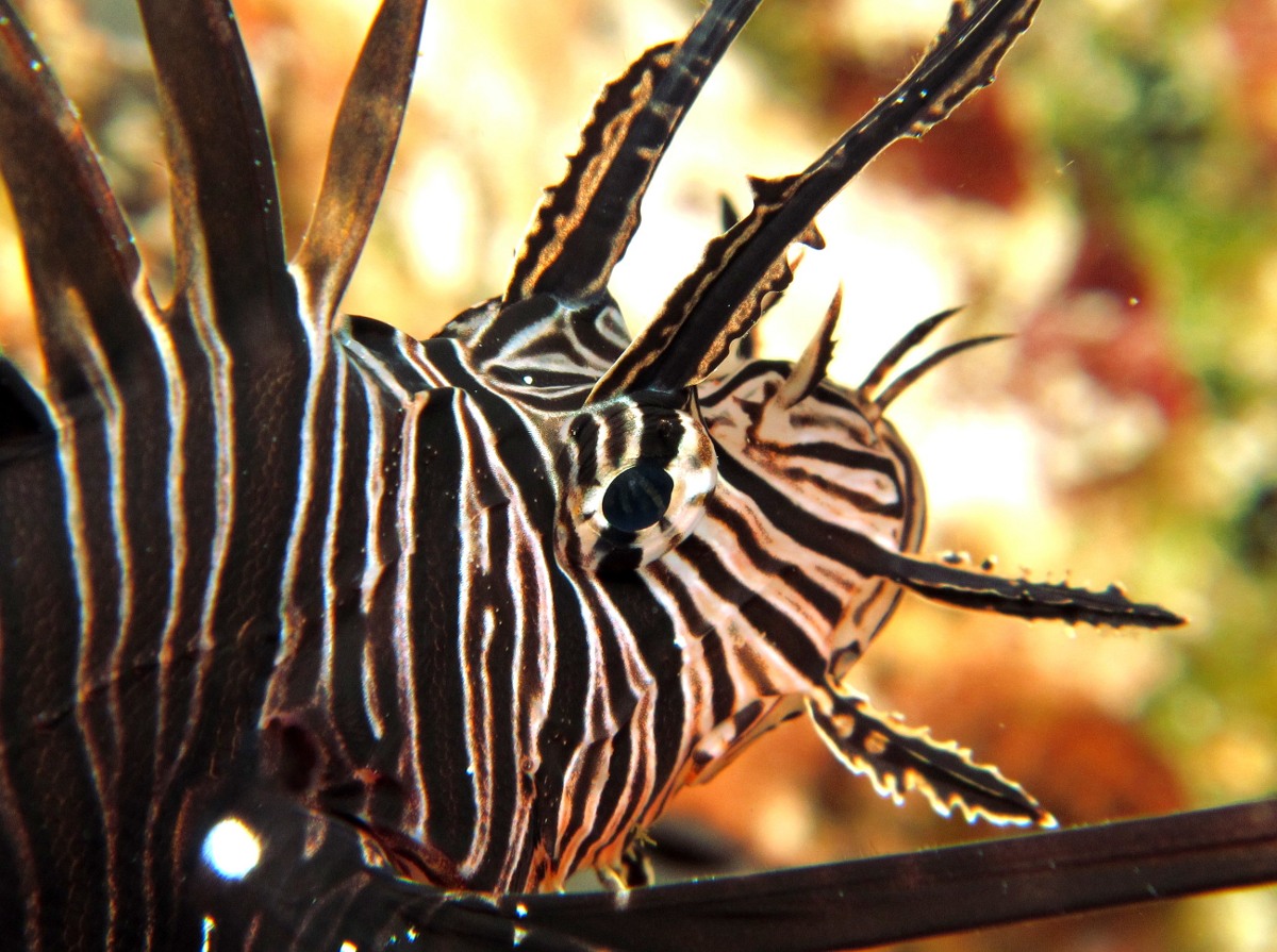 commonlionfish15.jpg