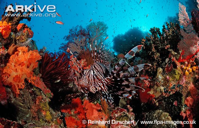 commonlionfish16.jpg