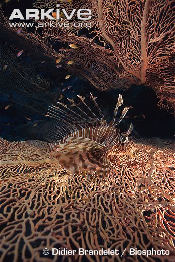 commonlionfish18.jpg