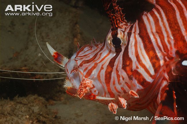 commonlionfish20.jpg