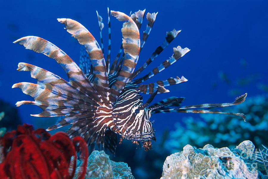 commonlionfish22.jpg