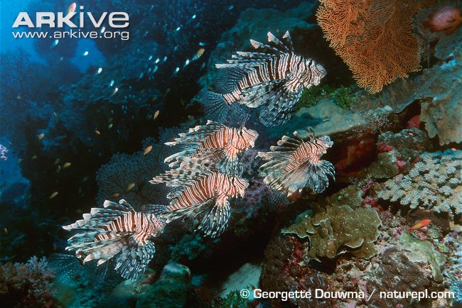 commonlionfish23.jpg