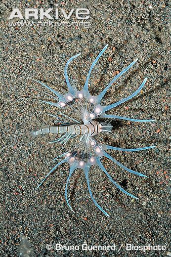 commonlionfish25.jpg