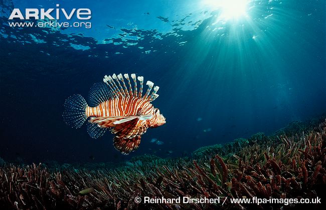 commonlionfish28.jpg