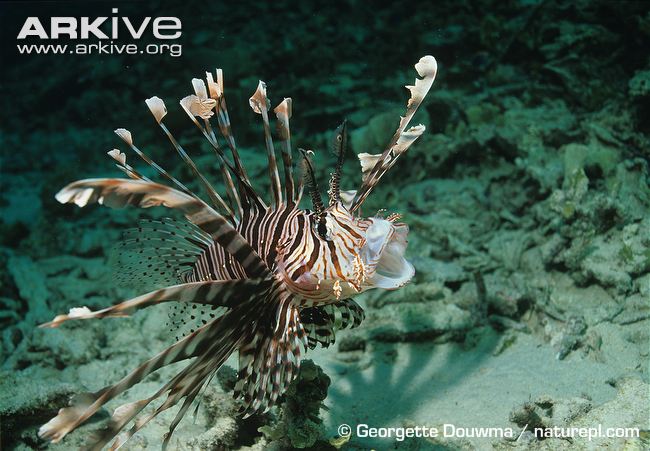 commonlionfish29.jpg