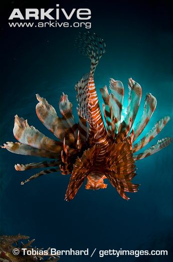 commonlionfish30.jpg