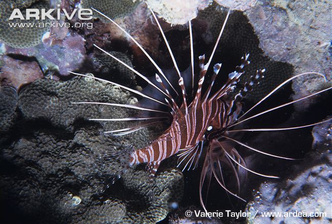 commonlionfish31.jpg