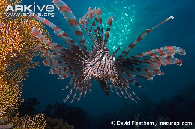 commonlionfish34.jpg