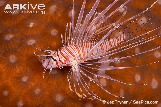 Juvenile-common-lionfish.jpg