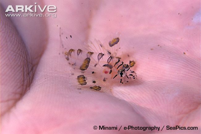Juvenile-common-lionfish-in-divers-hand.jpg