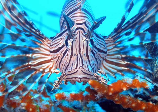 lion-fish.jpg