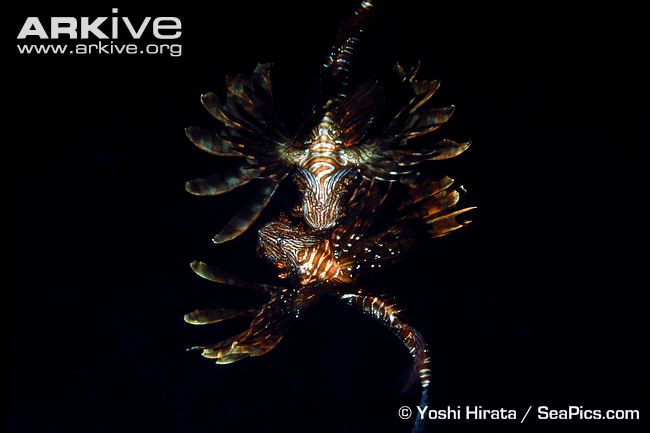 Male-common-lionfish-fighting.jpg