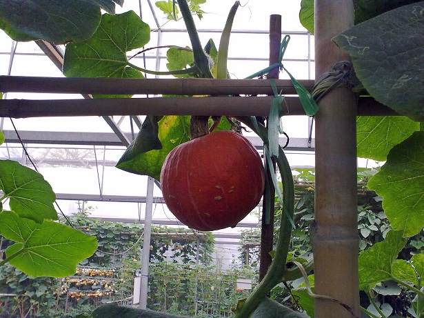 20100313266.jpg