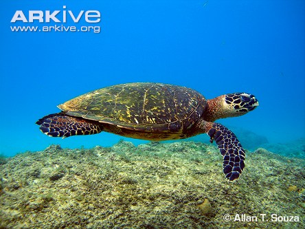 Green-turtle-side-profile.jpg