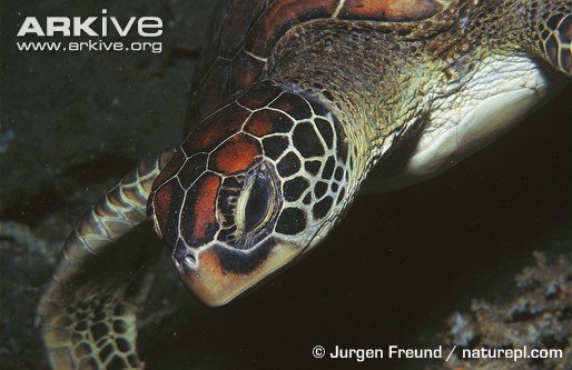 Green-turtle-.jpg