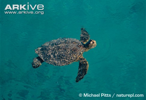Green-turtle-taking-air-at-surface.jpg
