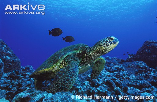Green-turtle-swimming-over-reef.jpg