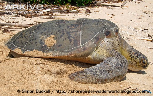 Female-green-turtle-laying-eggs.jpg