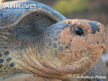 Green-turtle-female-portrait.jpg