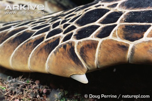 Close-up-showing-claw-on-front-flipper-of-green-turtle.jpg