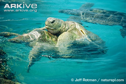 Green-turtles-mating-at-surface.jpg