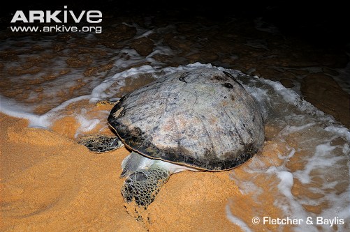 Female-green-turtle-returning-to-sea-after-laying-eggs.jpg
