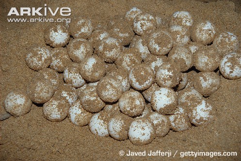 Green-turtle-eggs.jpg
