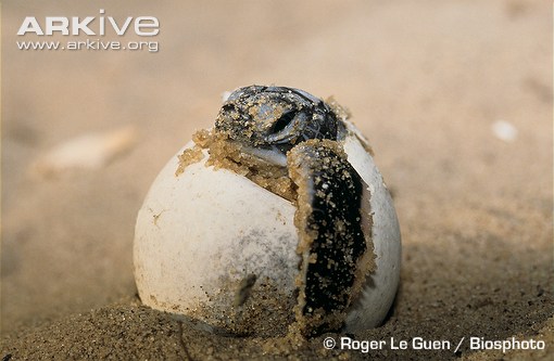 Green-turtle-hatching.jpg