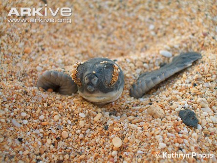 Green-turtle-hatchling-emerging-from-sand.jpg