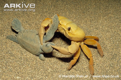 Green-turtle-hatching-being-predated-on-by-land-crab.jpg