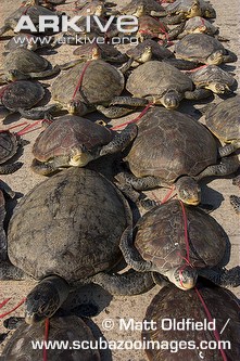 Illegally-traded-green-turtles-headed-for-souvenir-market.jpg