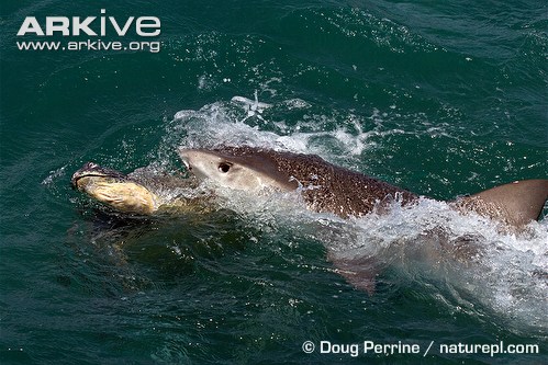 Green-turtle-carcass-being-scavanged-by-tiger-shark.jpg