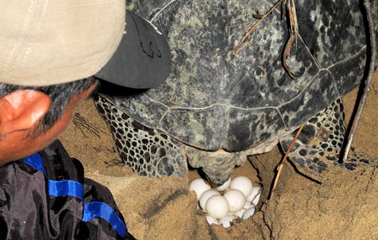 penyu bertelur.jpg