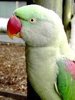 Alexandrine Parakeet small.jpg