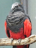 Pesquet\'s Parrot small.jpg