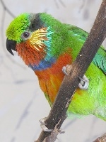 Edward\'s Fig Parrot snall.jpg