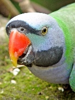 Derbyan Parakeet small.jpg