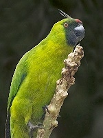Horned Parakeet small.jpg