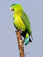 Blue-crowned Racquet-tailed Parrot small.jpg