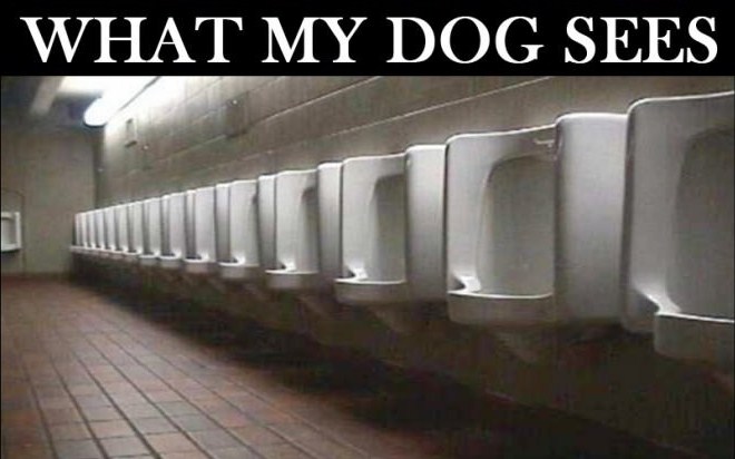 2--when-i-walk-my-dog - Copy.jpg