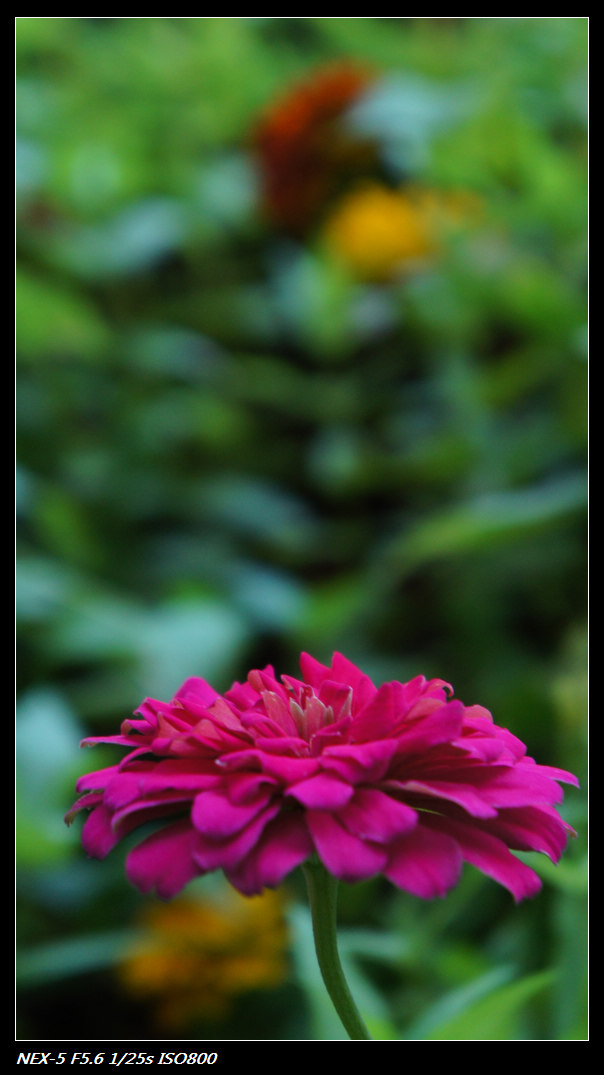 nEO_IMG_DSC04577.jpg