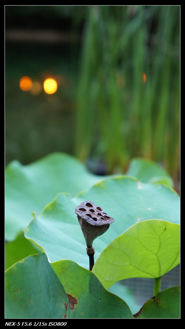 nEO_IMG_DSC04587.jpg