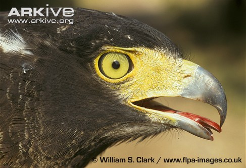 Crested-serpent-eagle-head-detail.jpg
