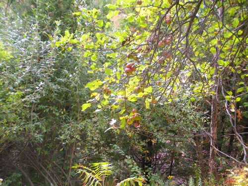 apple ree