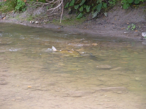 DSCN9506.JPG